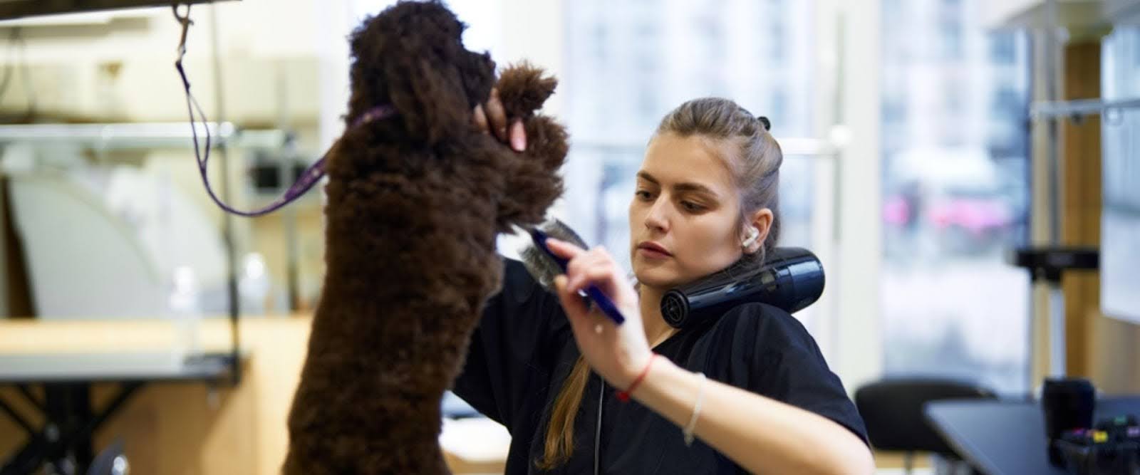 Increase dog grooming clients