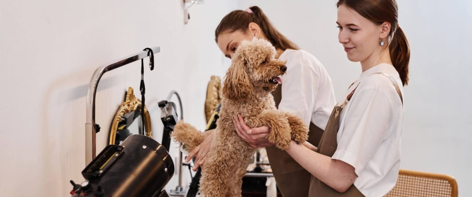 Marketing ideas for pet groomers