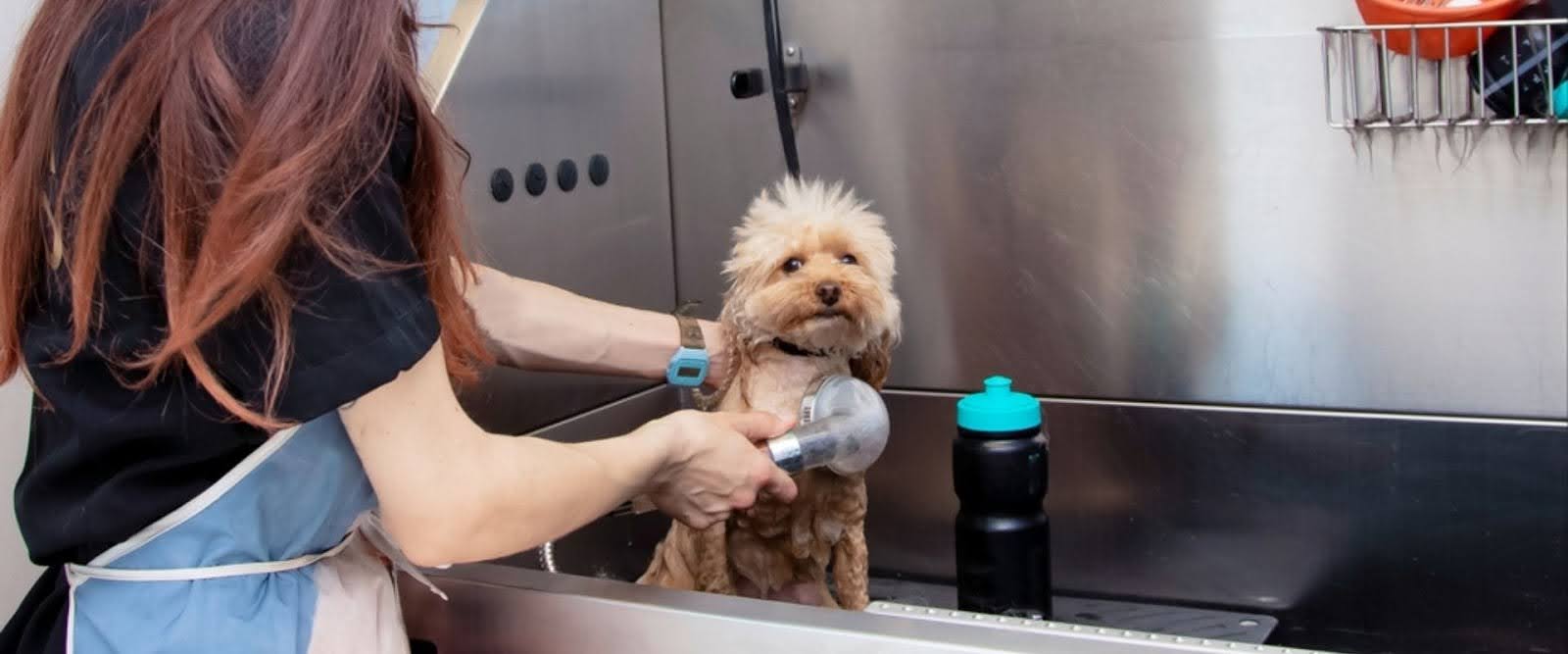 Pet grooming business growth tips