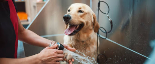 Advantages of pet franchise ownership
