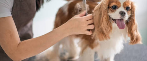 Pet business franchise opportunities
