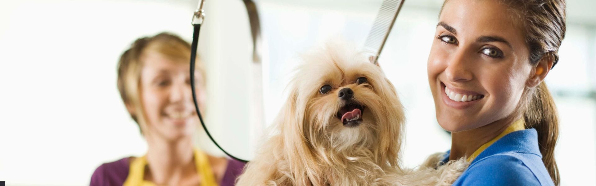 how-to-become-a-dog-groomer