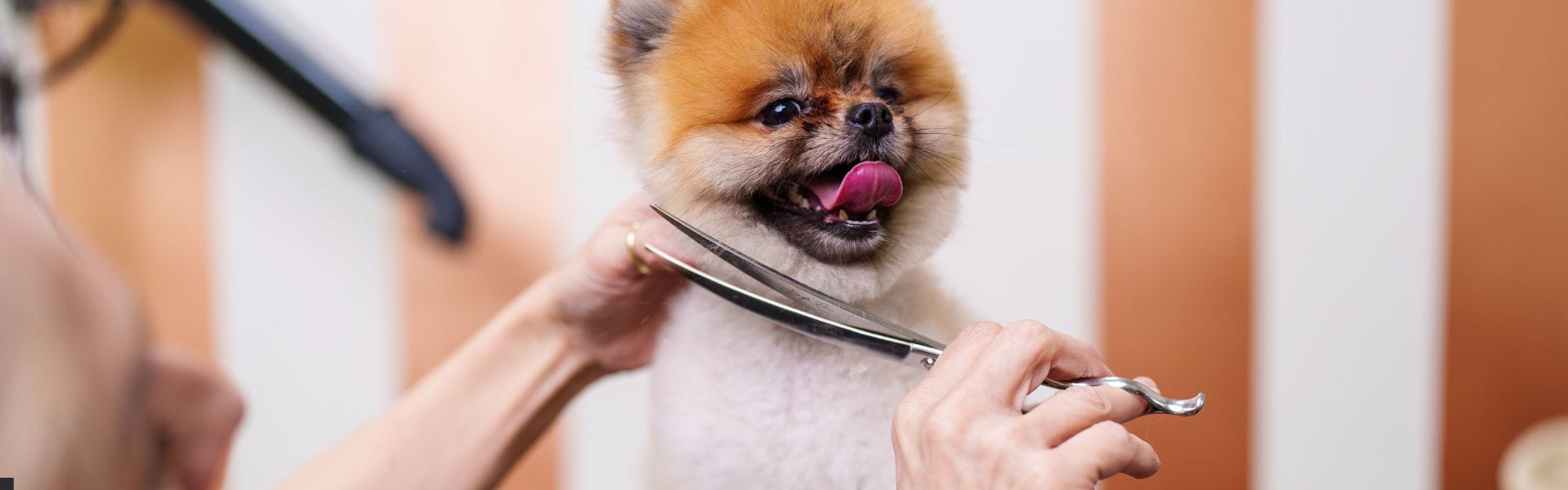 How Mobile Dog Grooming Is Transforming the Pet Care Industry