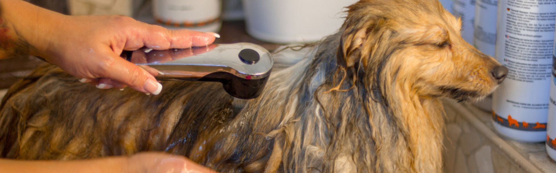 Mobile pet groomer working in a fully equipped grooming van, providing professional care for a happy and relaxed dog.