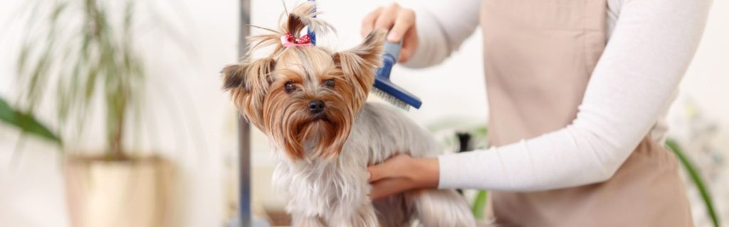 Essential equipment for a successful mobile dog grooming service, ensuring quality care and convenience for pets.