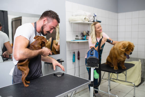 Mobile Pet Grooming vs. Traditional Pet Salons