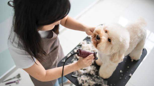 Dog grooming business