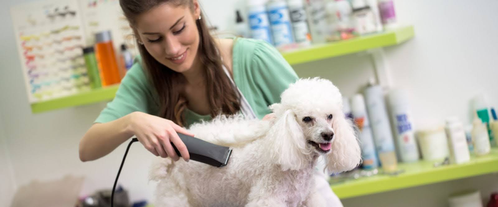 Start a dog wash business