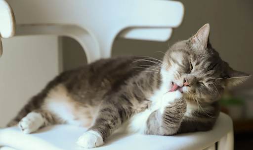 The Future of Pet Care in 2025