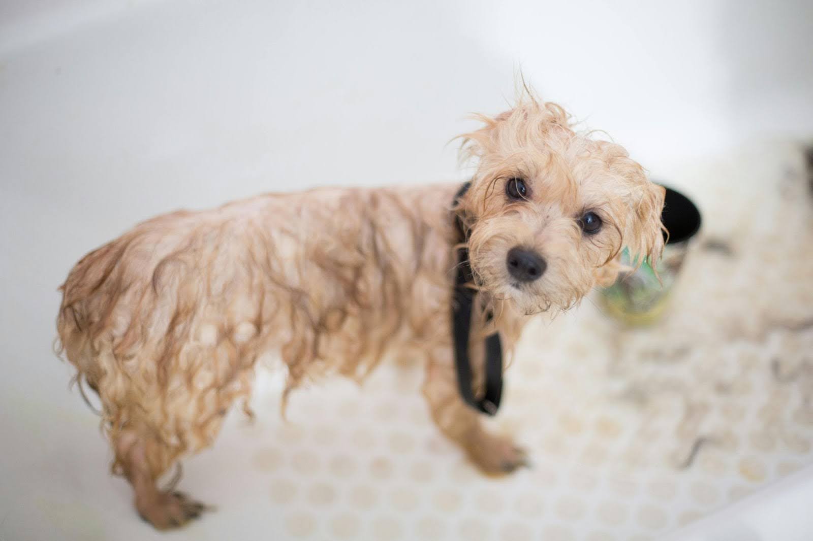 Explore Why Dog Wash Franchise Opportunities Must be Availed.
