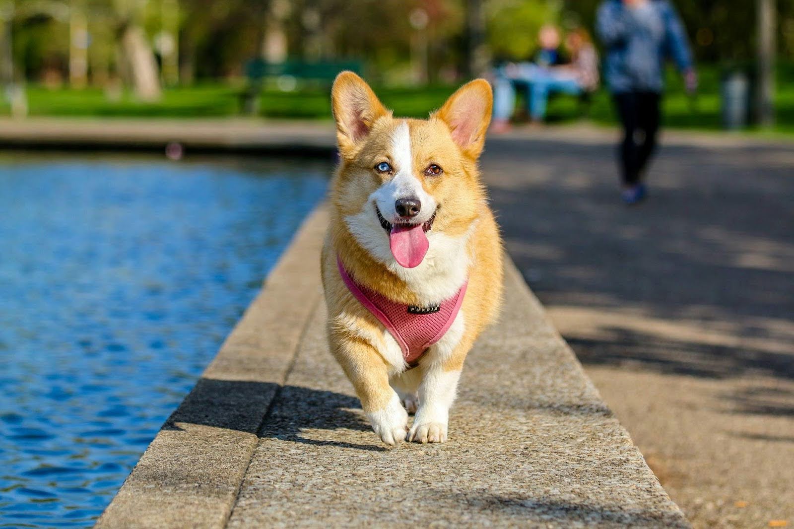 Dog Business Ideas That Can Turn Your Passion for Pets into Profit