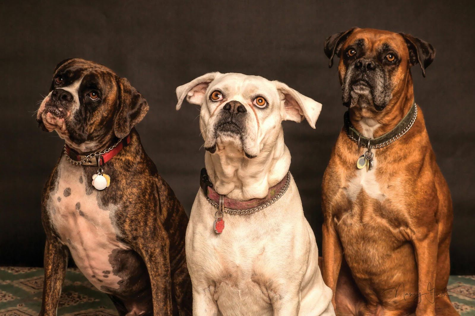 From Pup to Pro: Essential Tips for Service Dog Training