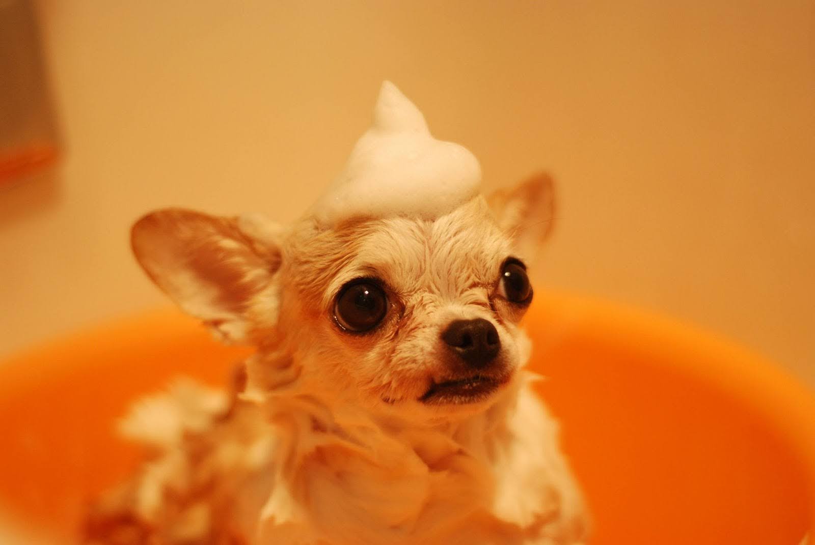 Start Your Own Franchise Mobile Dog Grooming Business Today