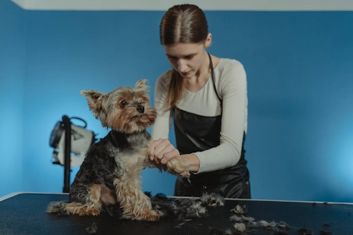 How to Start a Mobile Dog Grooming Business: A Step-by-Step Guide