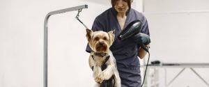dog grooming business plan
