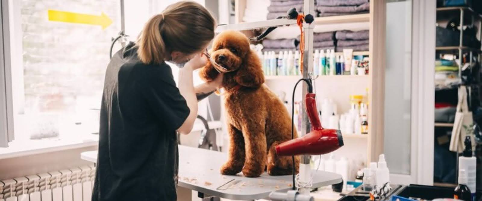 How to Get Into Dog Grooming