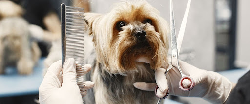 starting dog grooming job
