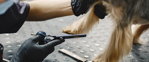 dog grooming career path
