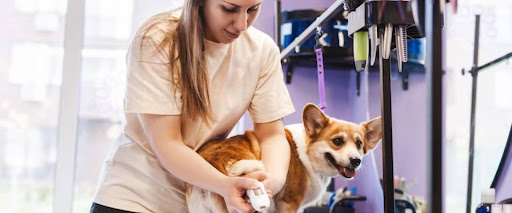 What Does Dog Grooming Include?