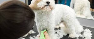 Full Grooming Process
