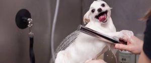 dog grooming services list
