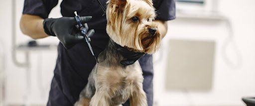  Understanding Dog Grooming Time
