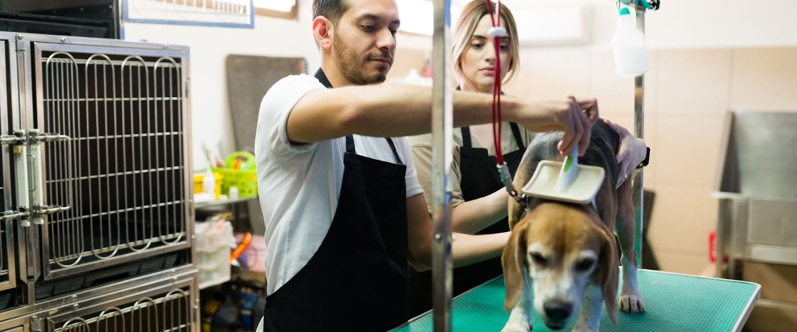 How to Start a Dog Grooming Business