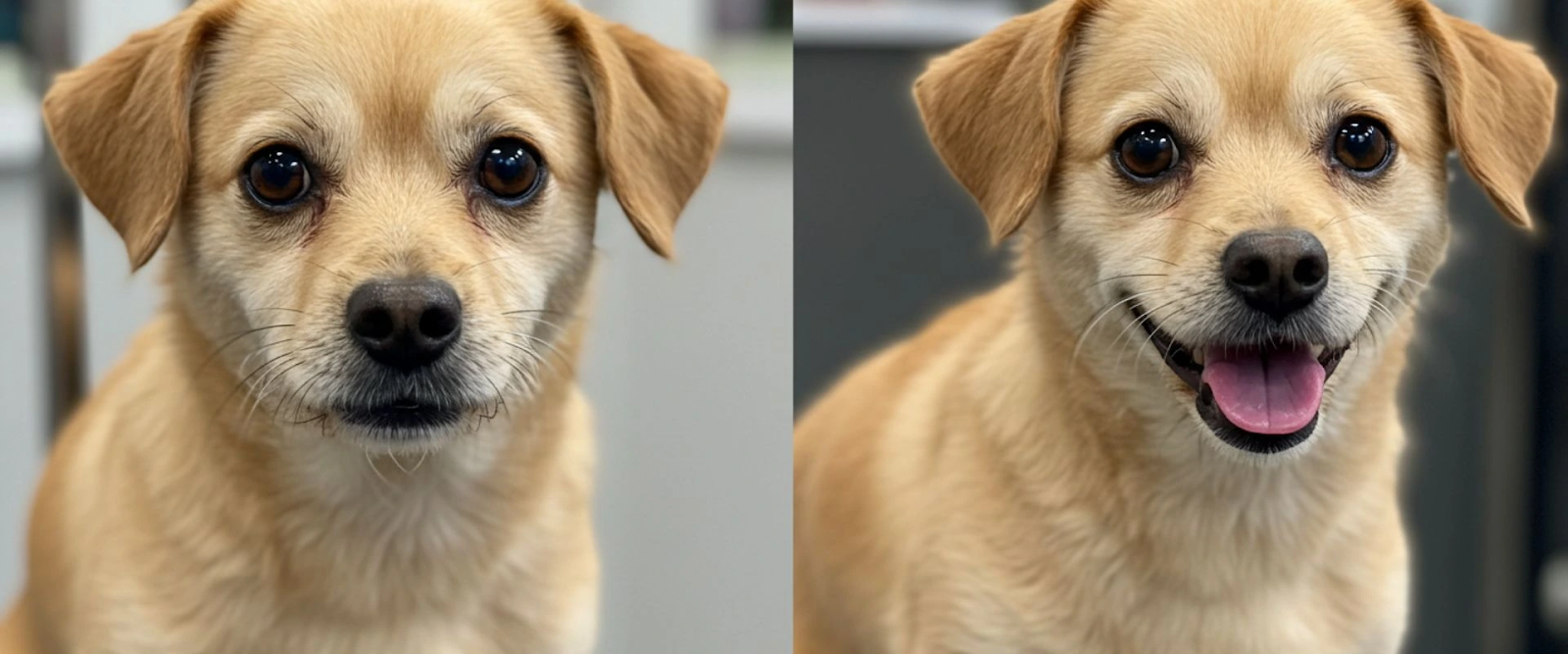 View of Benefits of Mobile Grooming for Anxious Dogs