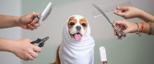 how to buy a pet franchise 