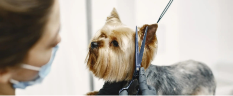Calm nervous dogs grooming