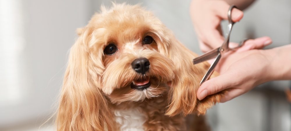Mobile-dog-grooming-benefits