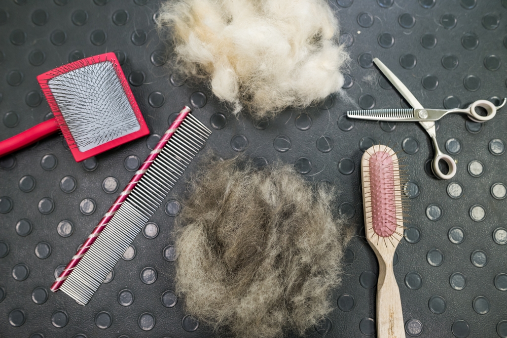 Sanitize Grooming Equipment