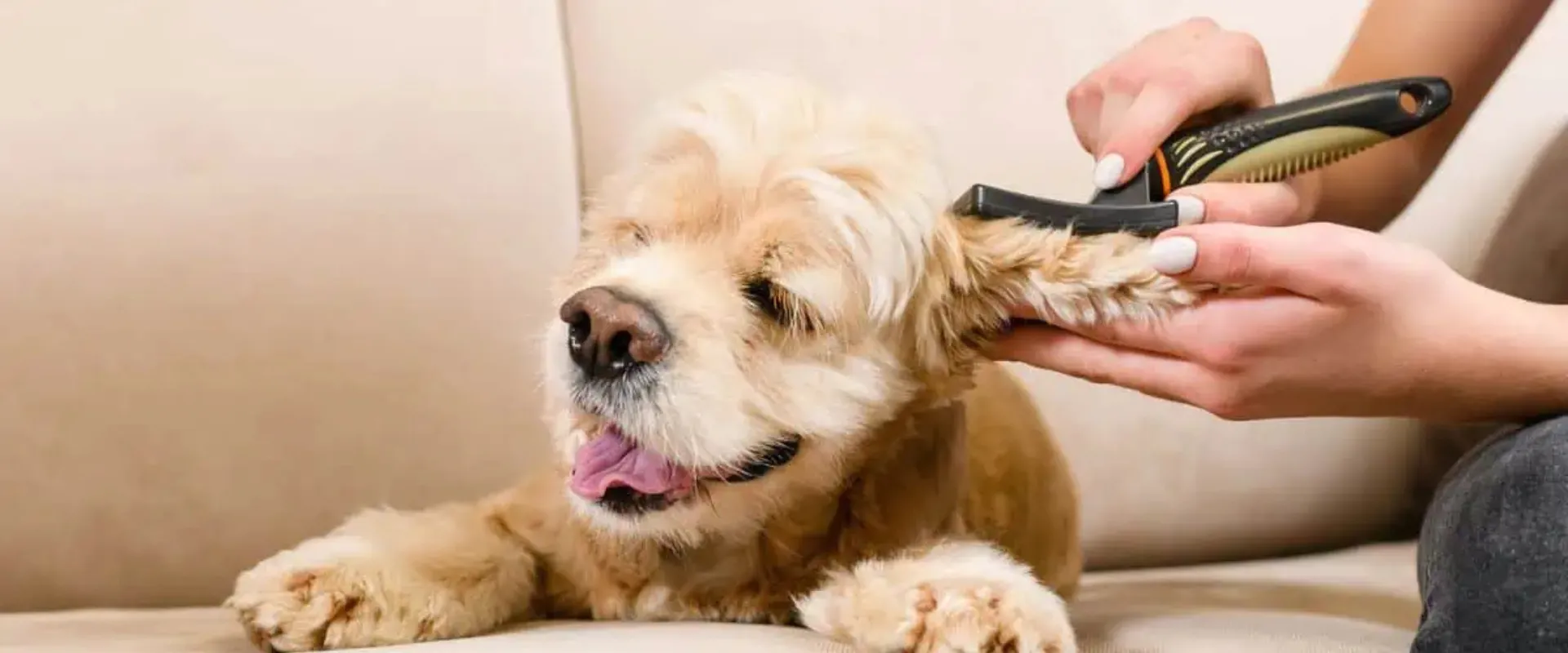 dog behavior during grooming
