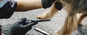 fear free grooming tips