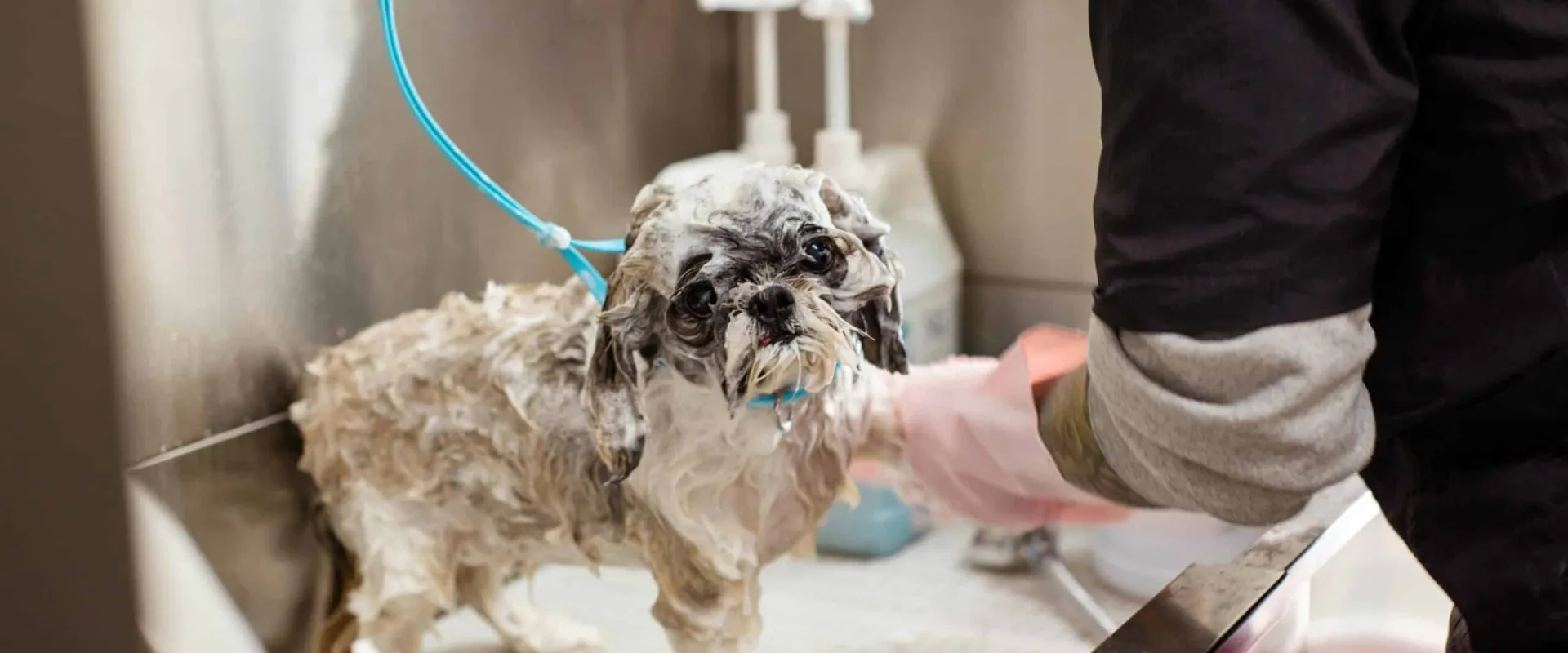 grooming aggressive dogs tips