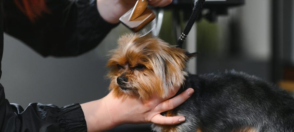 mobile dog grooming profits
