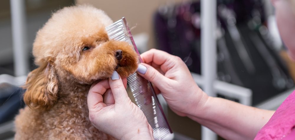 mobile grooming business income