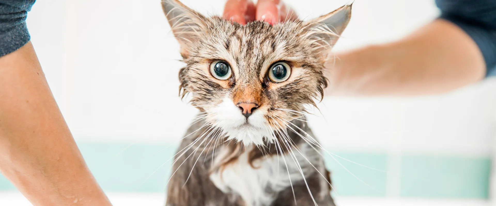bathing cats