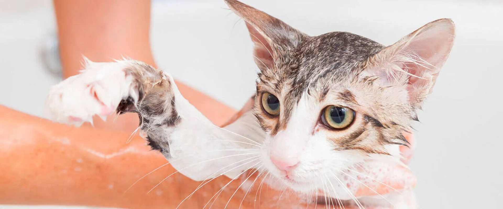 best way to bathe a cat