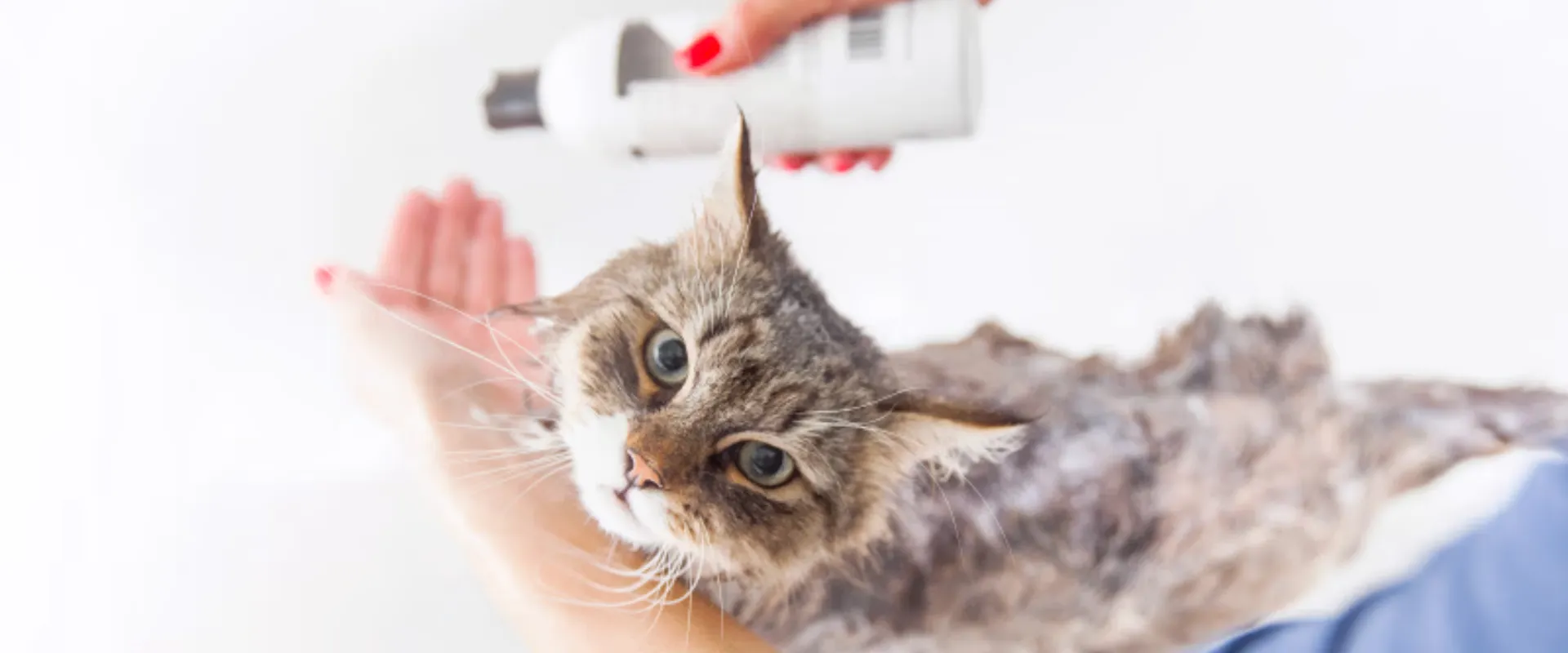 cat grooming tips