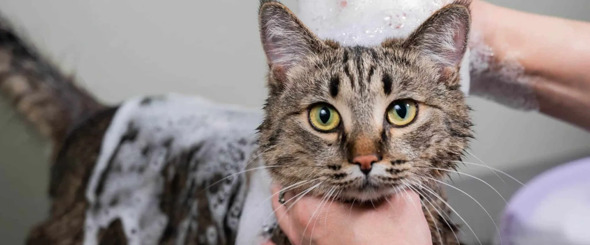 cat skin care