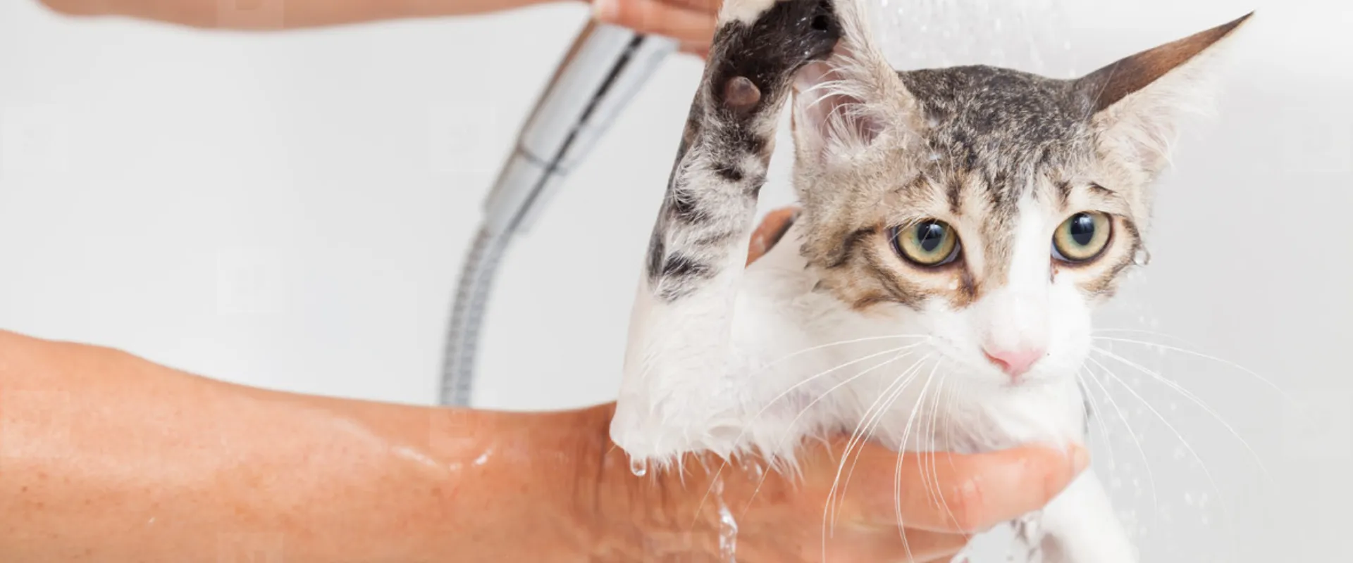cleaning cats