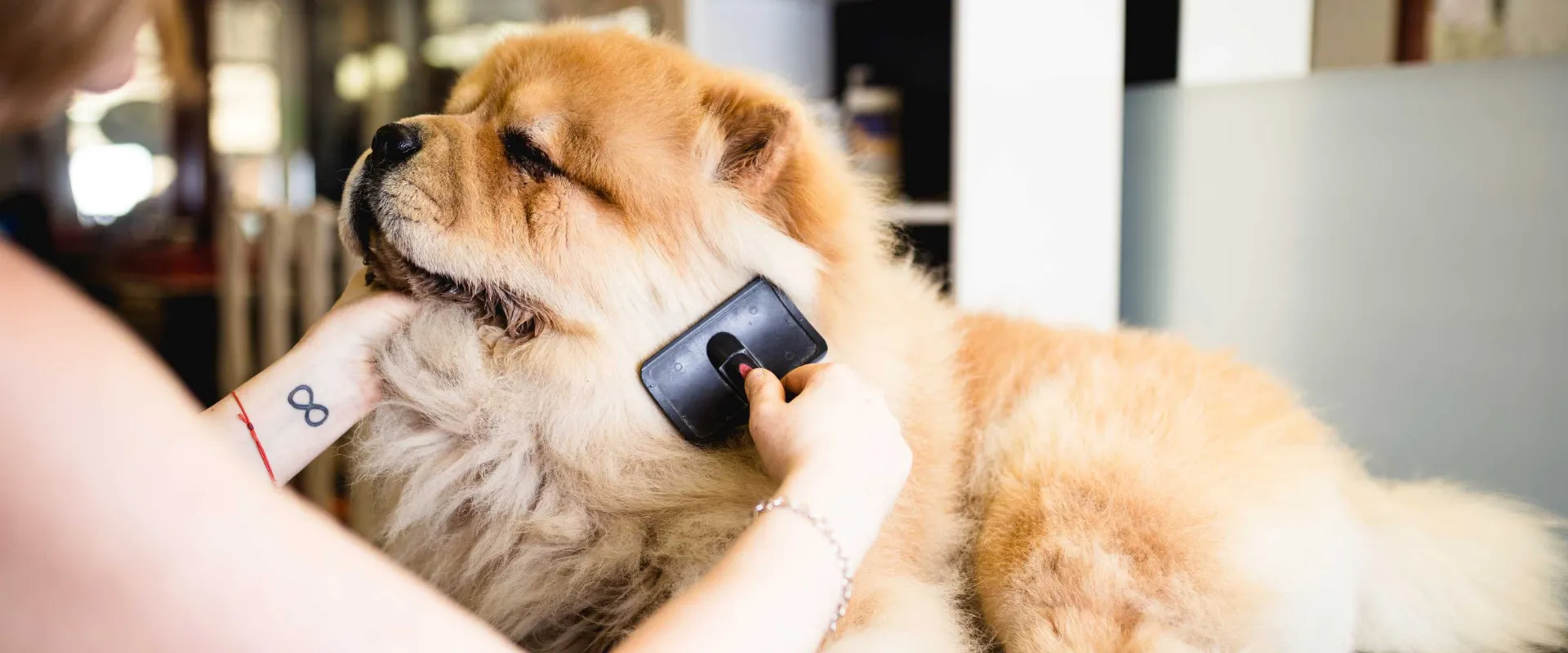 mobile dog grooming