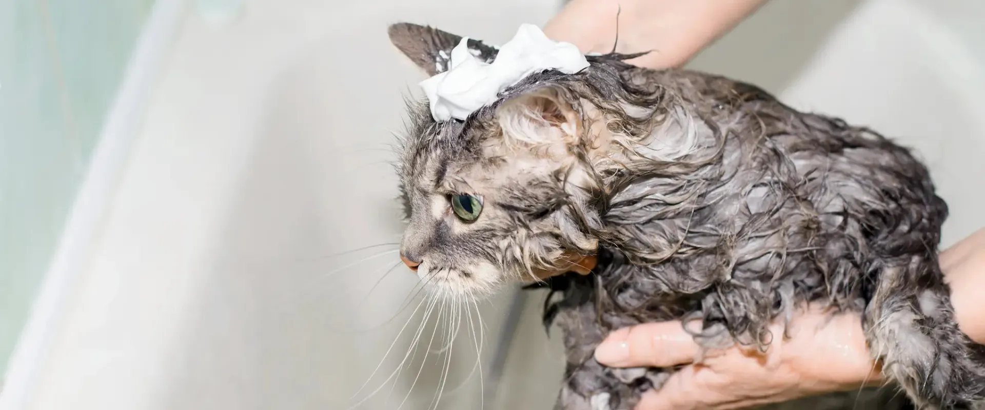 dog shampoo vs cat shampoo