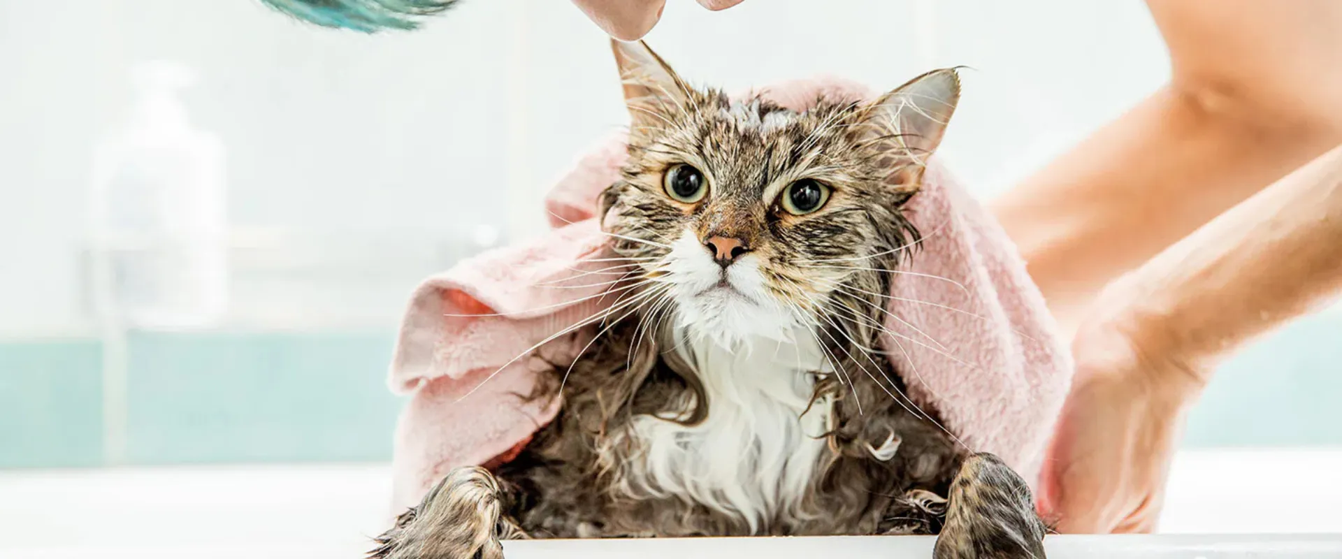 how often to bathe a cat