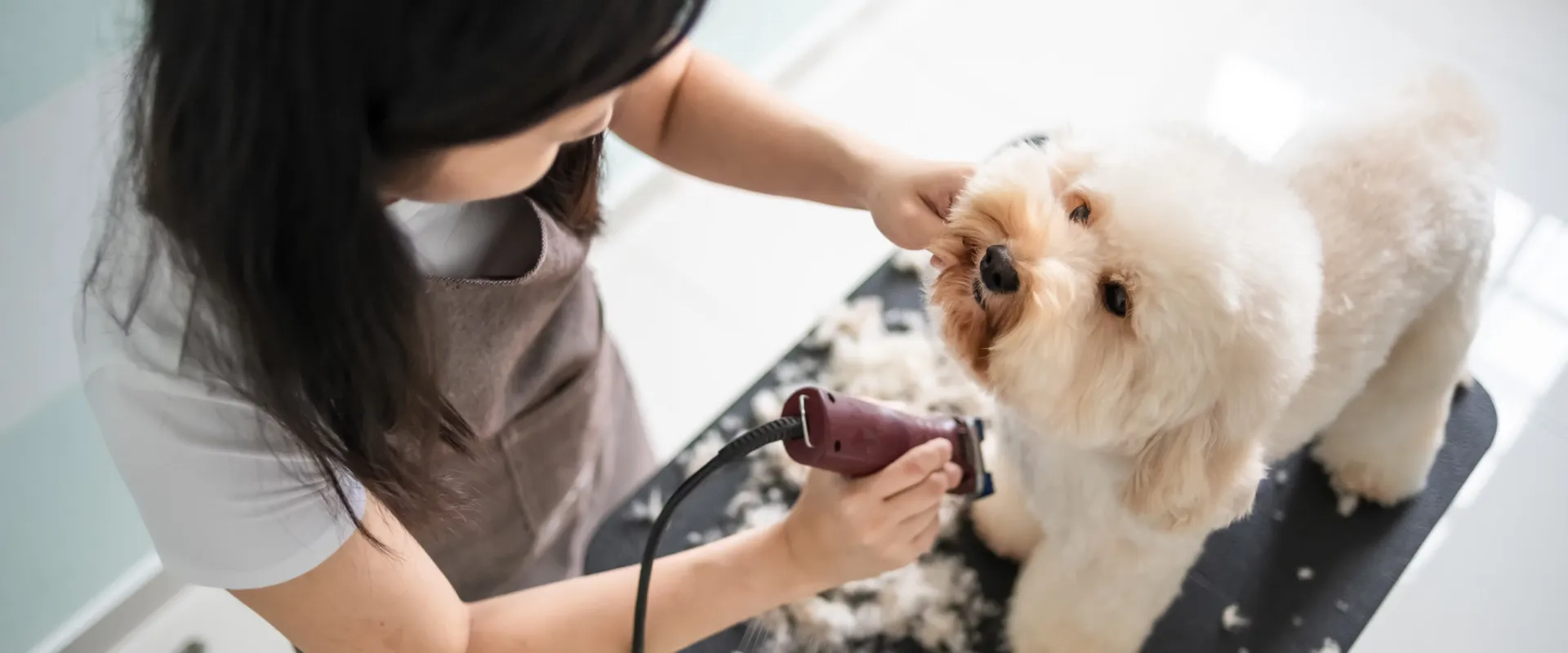 mobile grooming