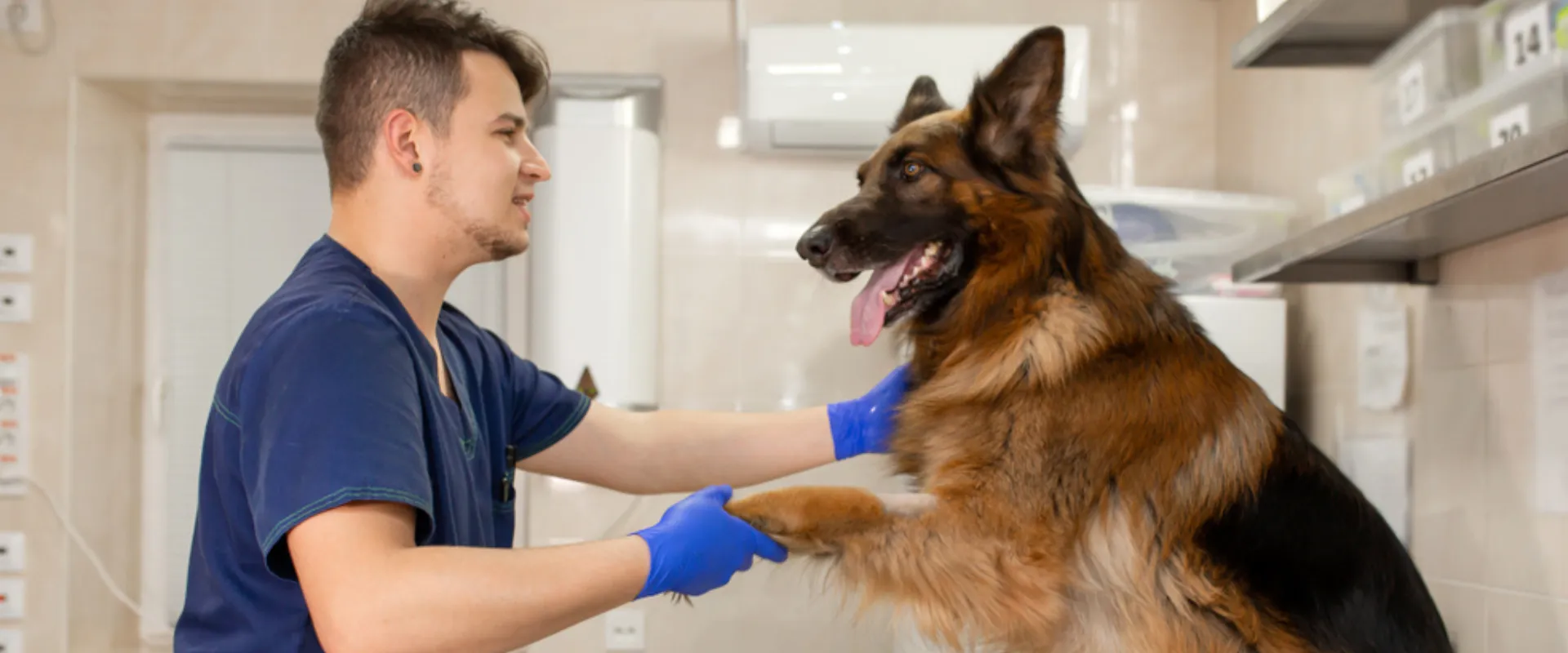 pet grooming customer loyalty