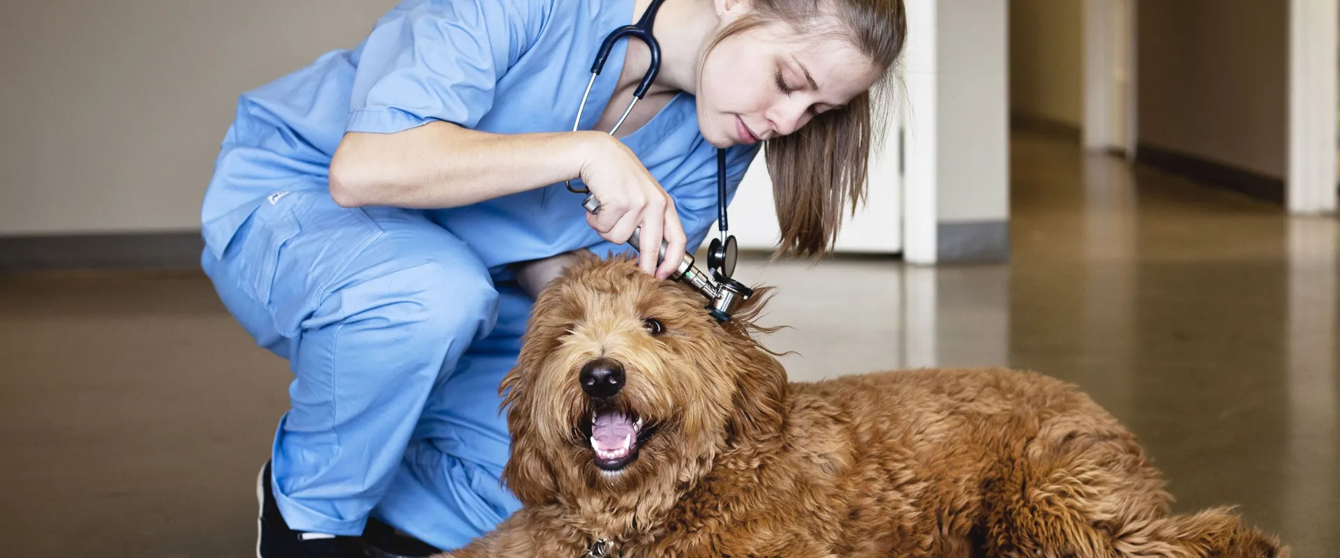 repeat grooming clients