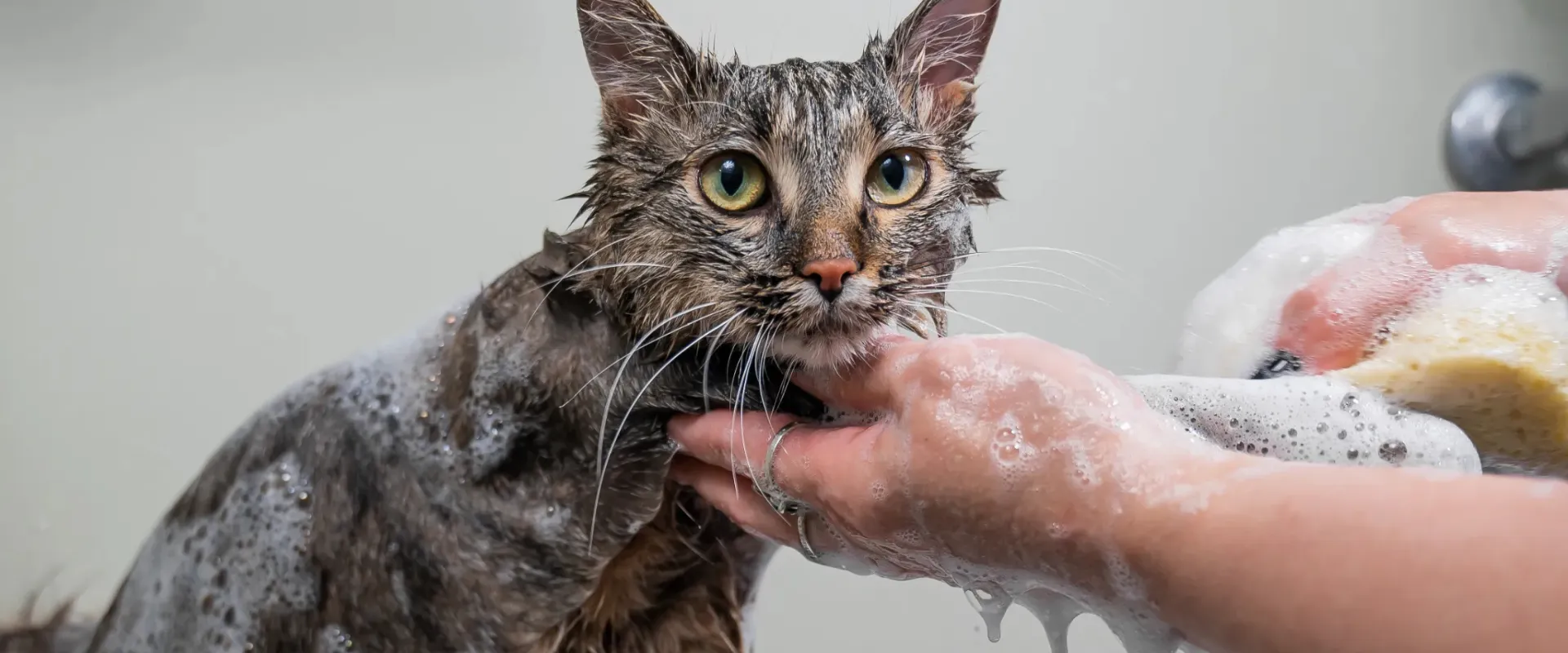 safe shampoo for cats