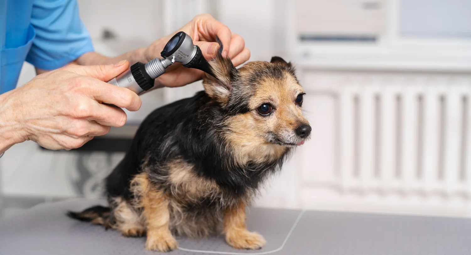 Dog Ear and Dental Care